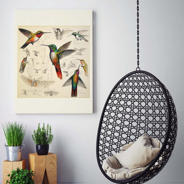 Drawings Hummingbirds 08 Da Vinci Style Vintage Framed Canvas Prints Wall Art Hanging Home Decor